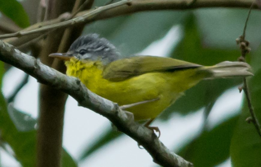 Kolakham Unveiled: Discover the Serene Beauty of Neora Valley