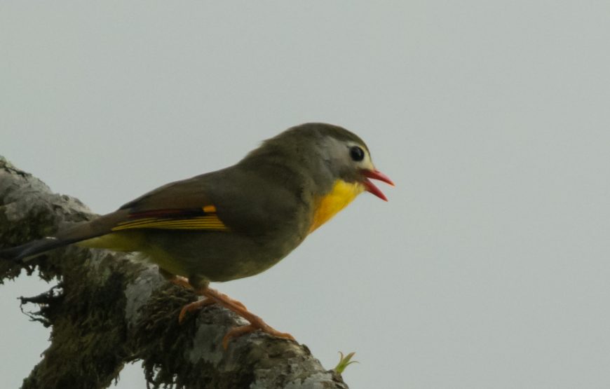 Kolakham Unveiled: Discover the Serene Beauty of Neora Valley