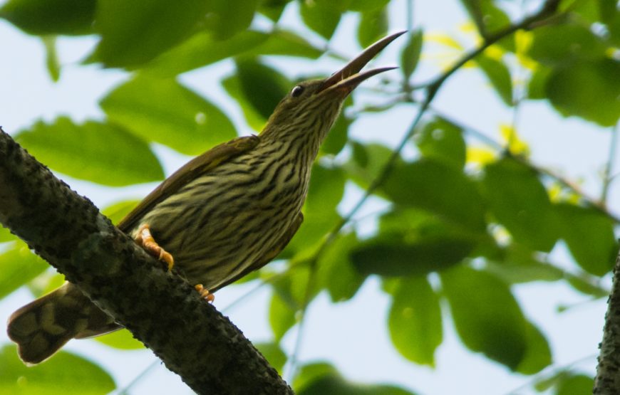 Kolakham Unveiled: Discover the Serene Beauty of Neora Valley