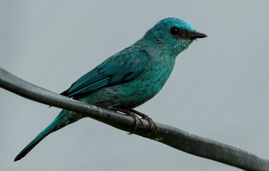 Kolakham Unveiled: Discover the Serene Beauty of Neora Valley