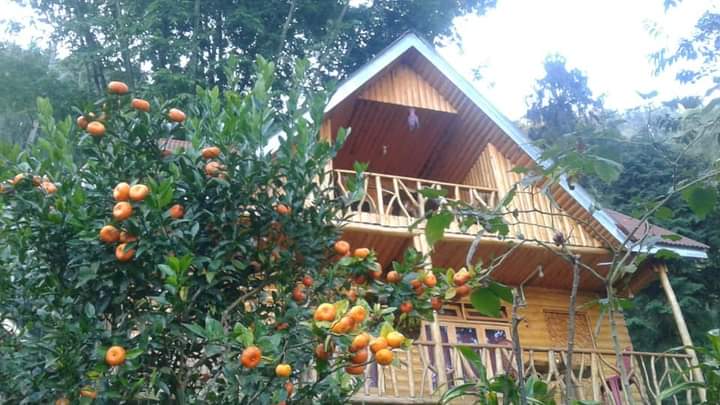 Golden Pine Homestay