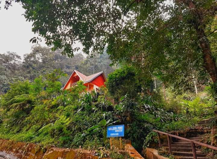 Golden Pine Homestay