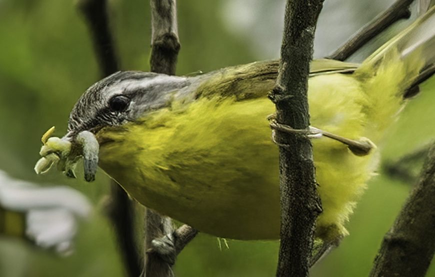 Lungchu: A Himalayan Retreat Amidst Tranquil Vistas