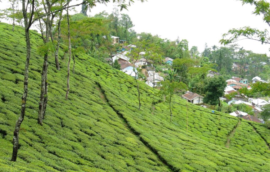 Tukvar Tea Garden: A Jewel of Darjeeling