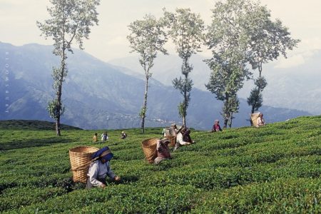 Tukvar Tea Garden: A Jewel of Darjeeling